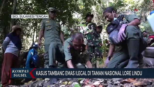 Kasus Tambang Emas Ilegal Di Taman Nasional Lore Lindu