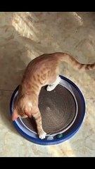 Cat is playing with balls