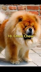 Top 10 most dangerous dog in the world shorts - #shorts #dog #top10 #dangerous