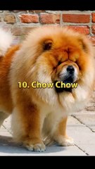 Download Video: Top 10 most dangerous dog in the world shorts - #shorts #dog #top10 #dangerous