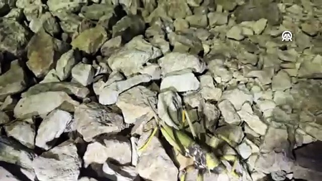 Nemrut Dağı'nda etçil çekirge görüldü