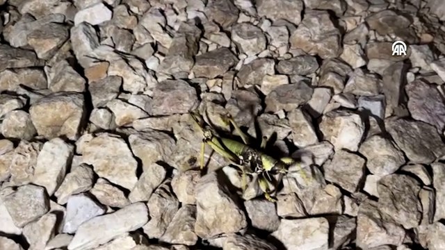 Nemrut Dağı'nda etçil çekirge görüldü