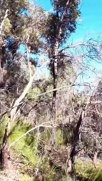 Western Australia Winter Walk 7