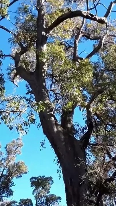 Western Australia Winter Walk 5