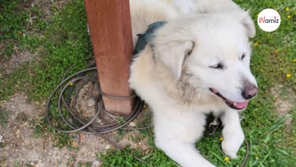 Download Video: La mattina presto, in un quartiere di periferia, i residenti scoprono un cane in cattive condizioni