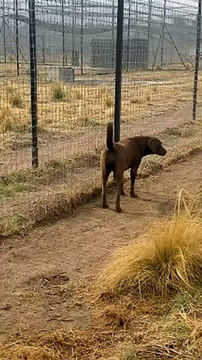 Cute Lion Gives Smooches to Puppy's Paw!