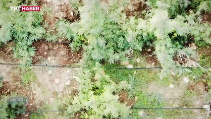 Diyarbakır'da terör örgütüne 'uyuşturucu' operasyonu: 7 tutuklu