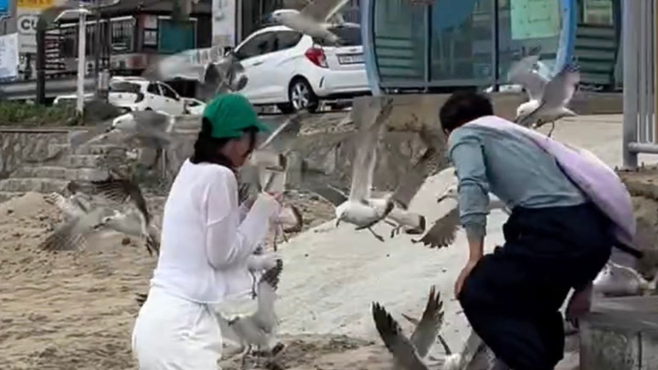 Ein schwarm von möwen stürzt sich auf eine strandbesucherin und zwingt sie, ihr essen aufzugeben