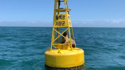 울산·부산 앞바다에서 큰바다사자 잇따라 발견 / YTN