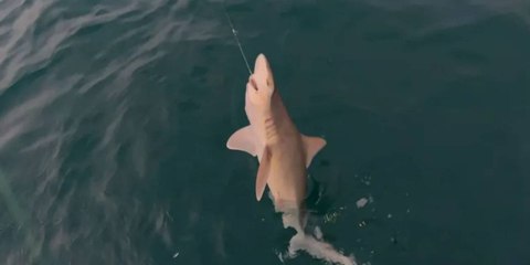 Oltasına yavru köpek balığı takıldı