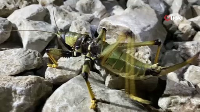 Nemrut Dağı'nda dev etçil çekirge görüldü