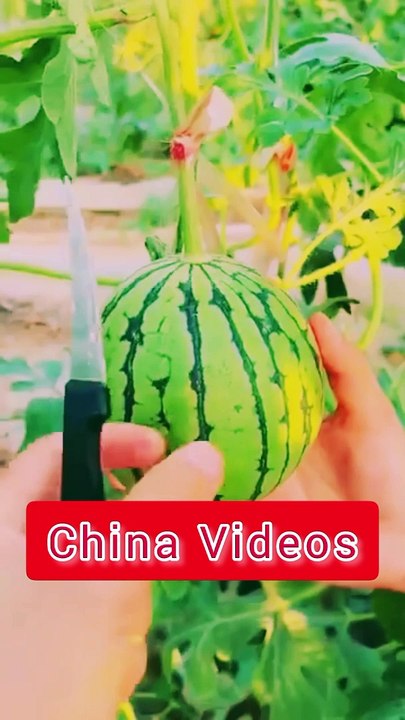China Videos