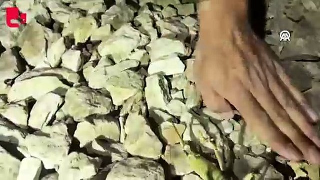 Nemrut Dağı'nda etçil çekirge görüldü