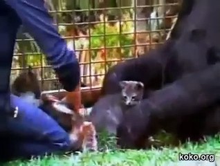 Koko, İşaret Dili ile Konuşan Goril