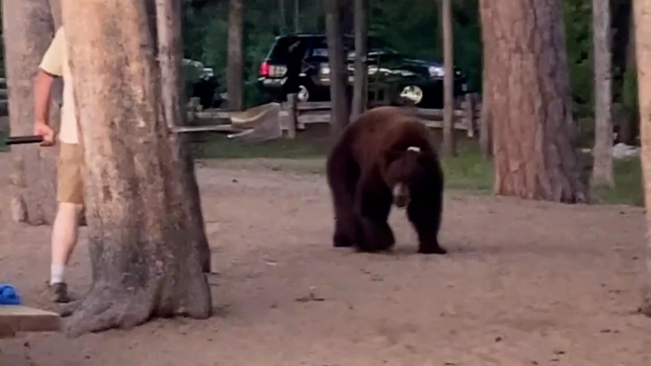 Man fights off bear with shovel in dramatic encounter