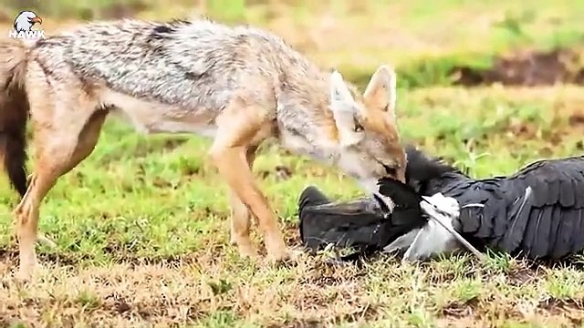 30 Tragic Moments! Wounded Hyena Carries Eagle On Its Back Animals Fight