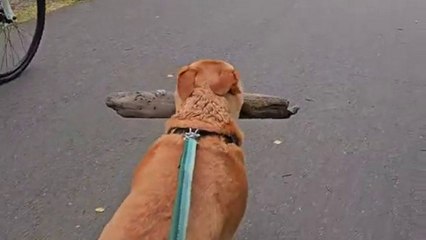 Proud pooch carries massive log for 14-mile cross-country hike