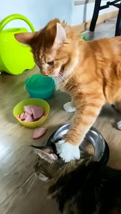 funny cats episode 99