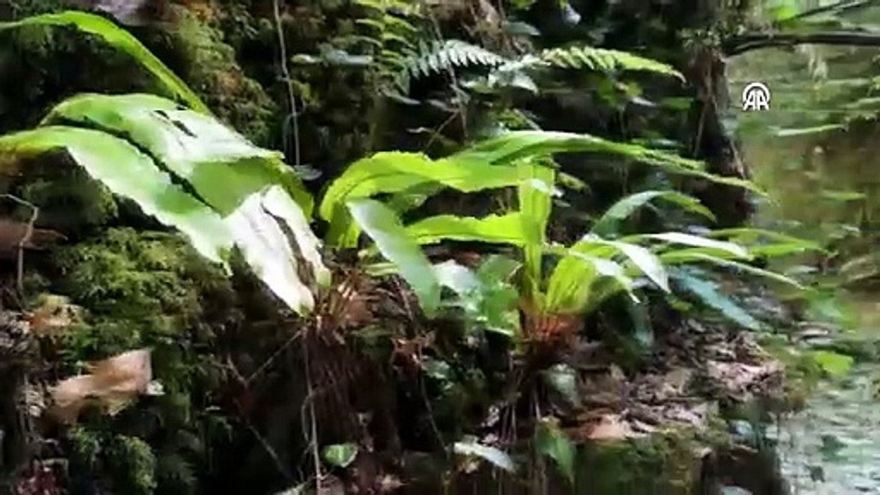 Cevizdibi Kanyonu, Karadeniz'in Yeni Turizm Cenneti Olmaya Aday