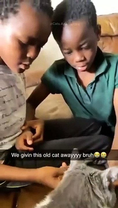 funny cats episode 100
