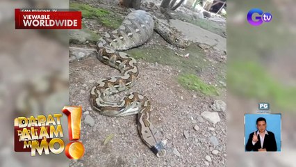 Mga ahas, kayang kumain ng malalaking biktima dahil sa flexible nilang panga | Dapat Alam Mo!