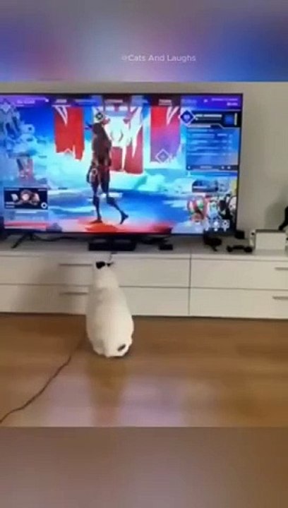 funny cats episode 105