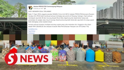 Perhilitan seizes 40 white-rumped shamas in wildlife trafficking bust