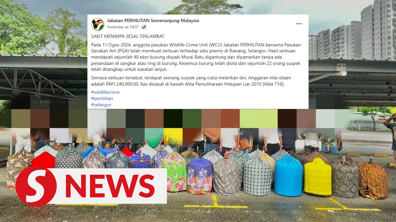 Perhilitan seizes 40 white-rumped shamas in wildlife trafficking bust