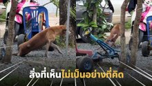 สิ่งที่เห็นไม่เป็นอย่างที่คิด เนียนมากเจ้าตูบ…