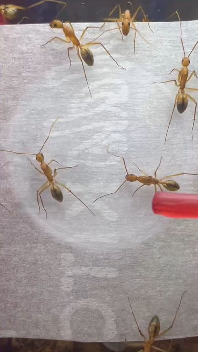 Different Colour Ants Perfectly Growth Beautifull Movements...!!
