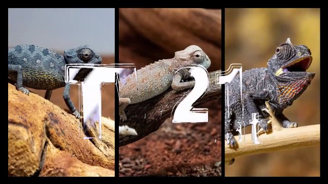 Weltnachzuchtsensation im Haus des Meeres