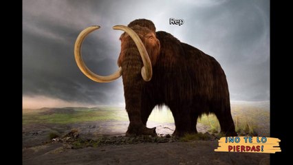 La misteriosa extinción de los últimos mamuts lanudos