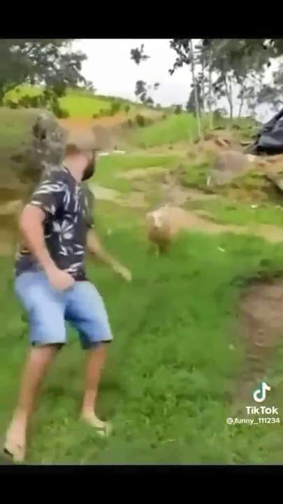 Cute and funny animals video compilation  part- 2