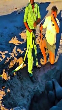 Sauvetage impressionnant d'un éléphant coincé