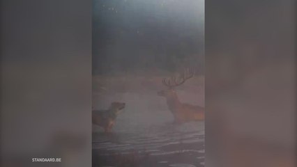 Un ciervo se enfrenta a dos lobos que intentan cazarlo en un parque natural en Holanda