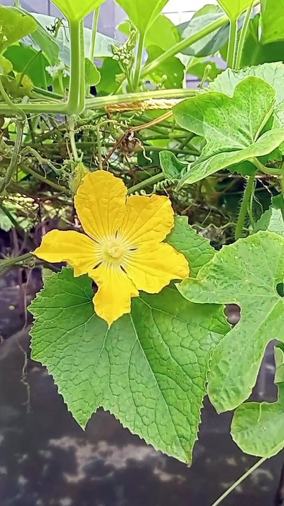 Ultimate Comfort Awaits: Discover the Best Hotels in Alleppey for a Perfect Stay