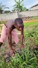 Funny African blacks video