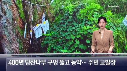 400년 당산나무 구멍 뚫고 농약…고발장 낸 주민들