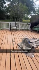 Cow Freaks Out When Owner Opens Door for Him