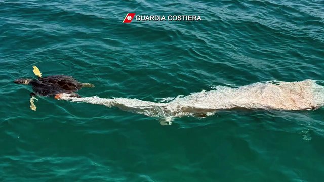 Tartaruga impigliata tra cime e spezzoni di rete nella riserva naturale di Randello, in Sicilia: liberata dalla Guardia costiera