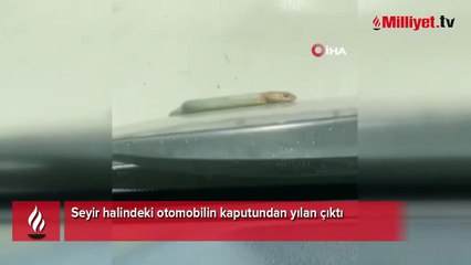 Seyir halindeki otomobilin kaputundan yılan çıktı