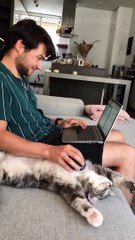 Funny animals 2024 - Funniest Cats and Dogs Video220 #shorts