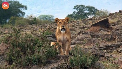 Nyala Outsmarts Lioness in Epic Move