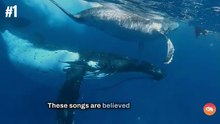 10 FATCS ABOUT THE HUMPBACK WHALE