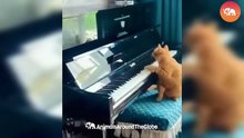 Adorable Pet Fails That Will Brighten Your Day!