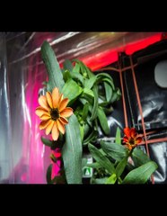 Flowers Blooming in Space Zinnias on ISS