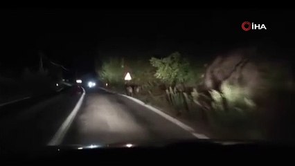 Yalova’da Domuzlar Kara Yoluna İndi