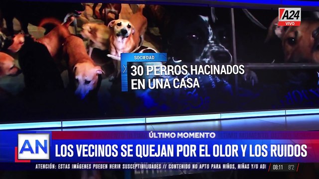 Los gritos de una madre y más de 30 perros hacinados: horror en una casa de Castelar