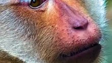 8K Animals & Birds Collection #SHORTS