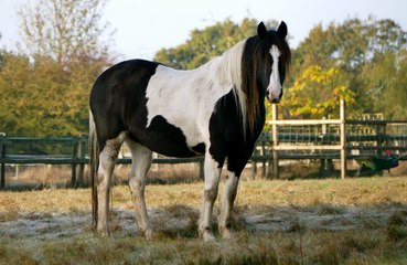 Horses are cleverer than many suspect